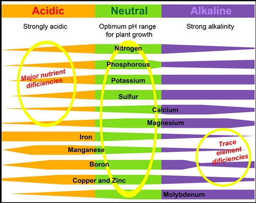 acidic-neutal-alkaline-ph-chart-v2.jpg